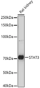 STAT3 Polyclonal Antibody - image 2