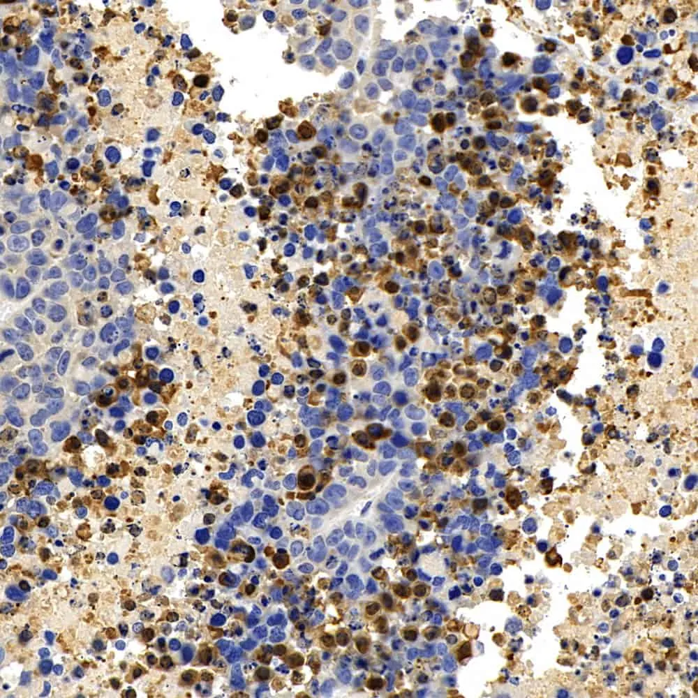 CASP3 Polyclonal Antibody - image 1