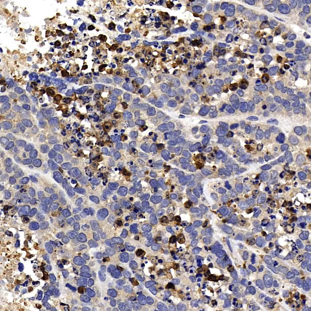 CASP3 Polyclonal Antibody - image 2
