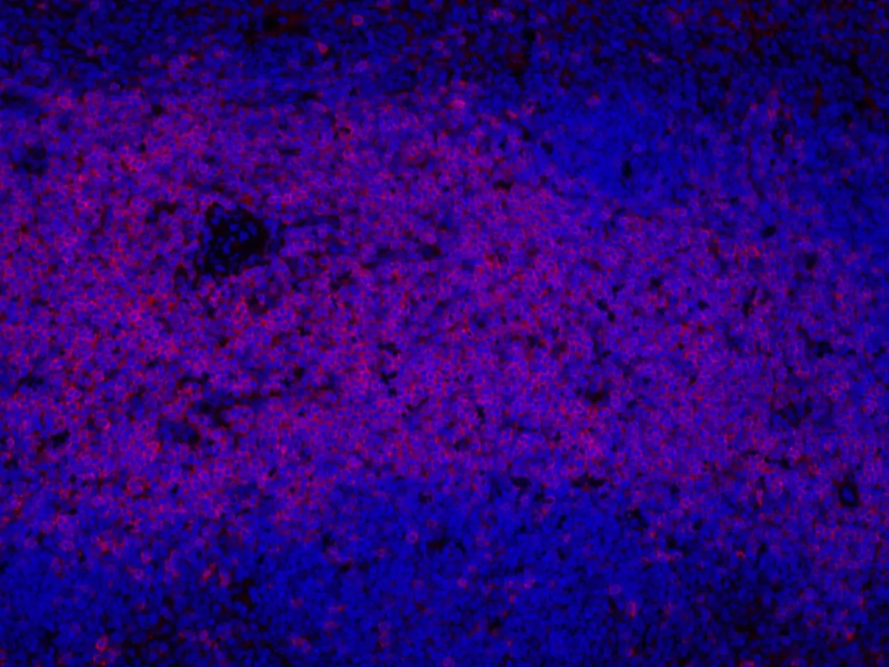 THY1 Polyclonal Antibody - image 2