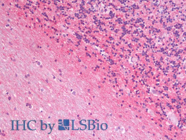 GAP43 Polyclonal Antibody - image 3