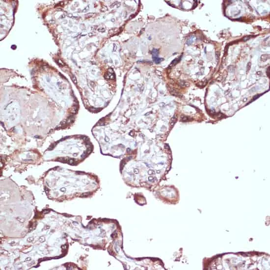 YAP1 Polyclonal Antibody - image 1