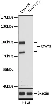 (KO Validated) STAT3 Polyclonal Antibody - image 1