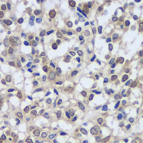 CREB1 Polyclonal Antibody - image 1