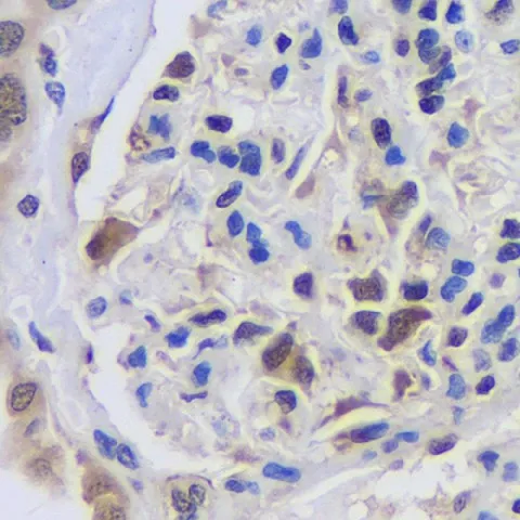 CREB1 Polyclonal Antibody - image 2