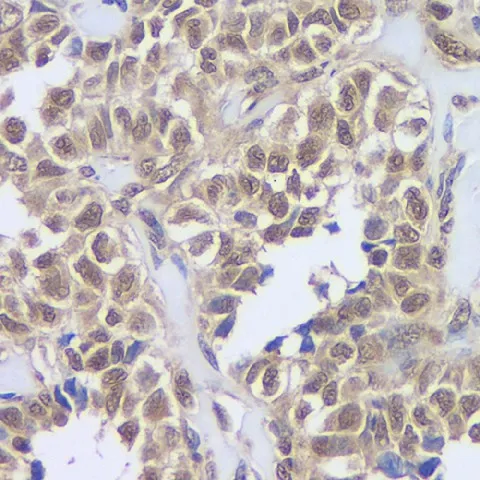CREB1 Polyclonal Antibody - image 3
