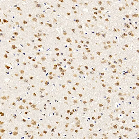 RBFOX3 Polyclonal Antibody - image 1