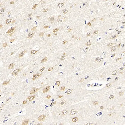 RBFOX3 Polyclonal Antibody - image 2
