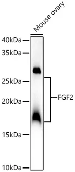 (KO Validated) FGF2 Polyclonal Antibody - image 1
