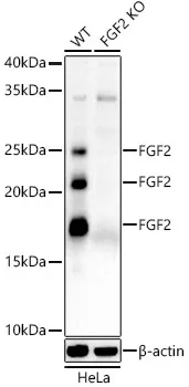 (KO Validated) FGF2 Polyclonal Antibody - image 2