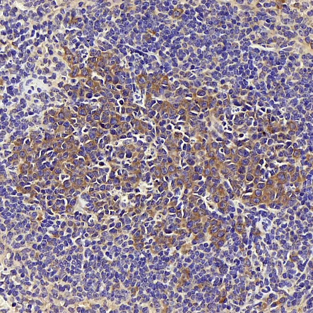 CD284 Polyclonal Antibody - image 1