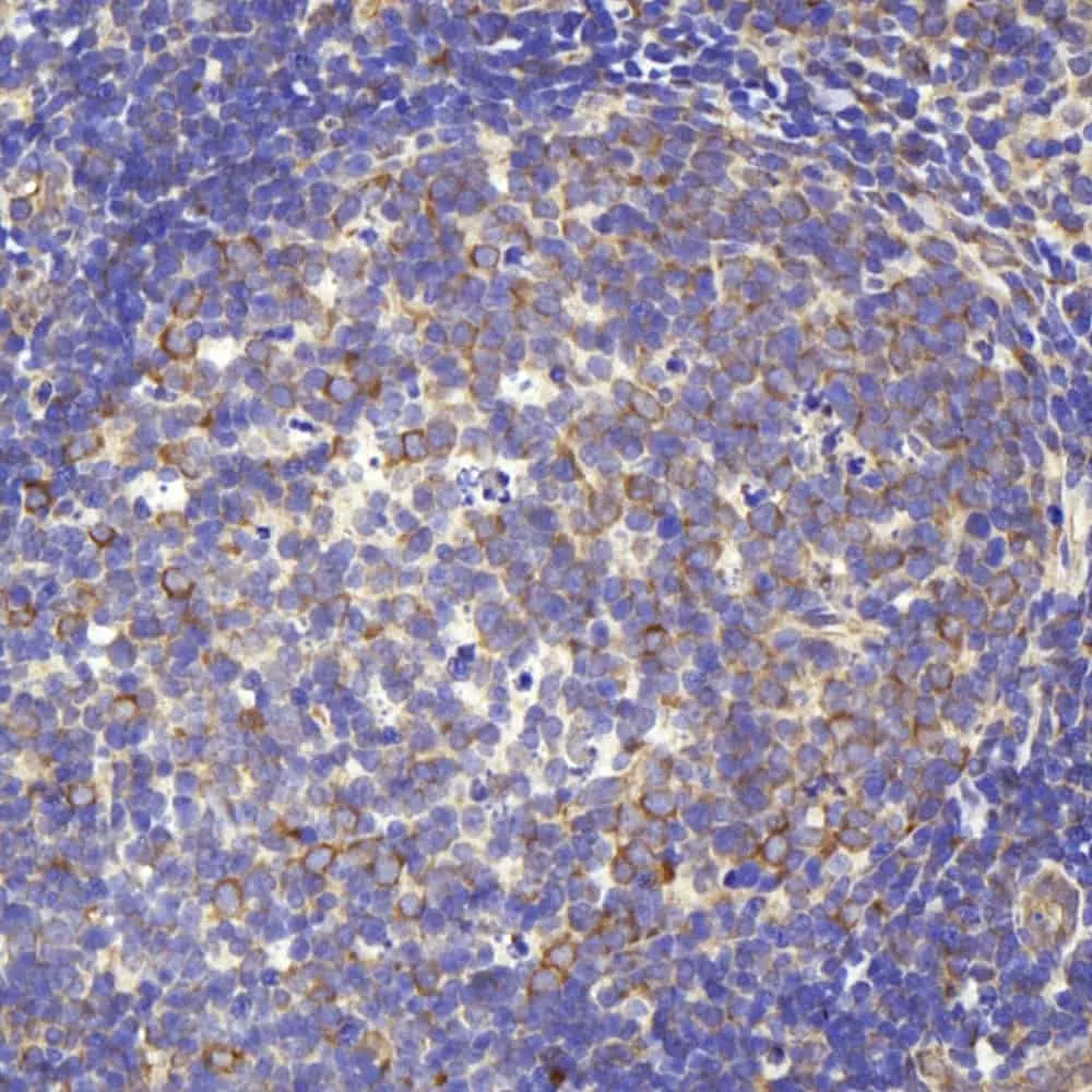 CD284 Polyclonal Antibody - image 2