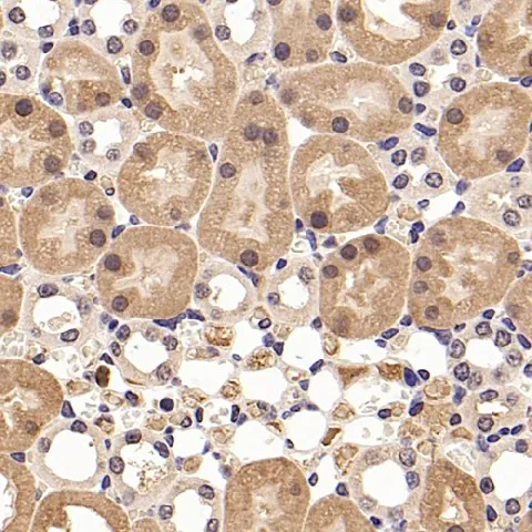 JUN Polyclonal Antibody - image 2