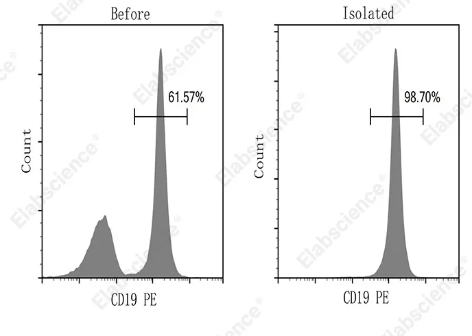 EasySort™ Mouse B Cell Isolation Kit - image 1