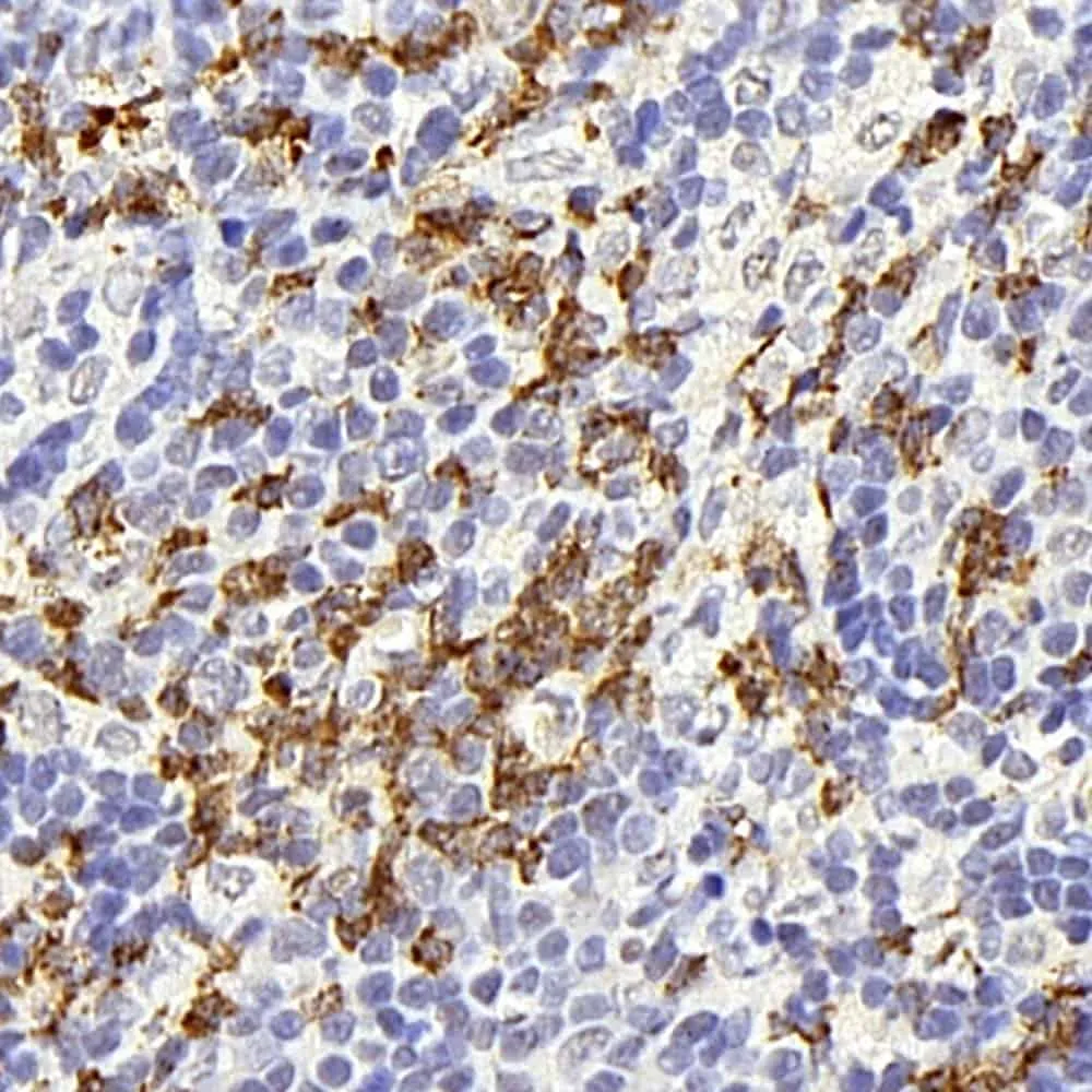 CD177 Polyclonal Antibody - image 1