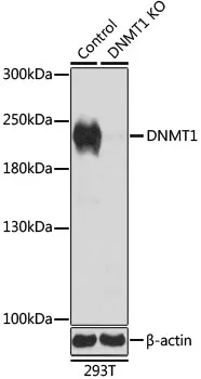 (KO Validated) DNMT1 Polyclonal Antibody - image 1