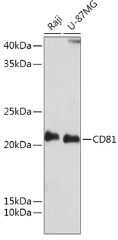 CD81 Polyclonal Antibody - image 1