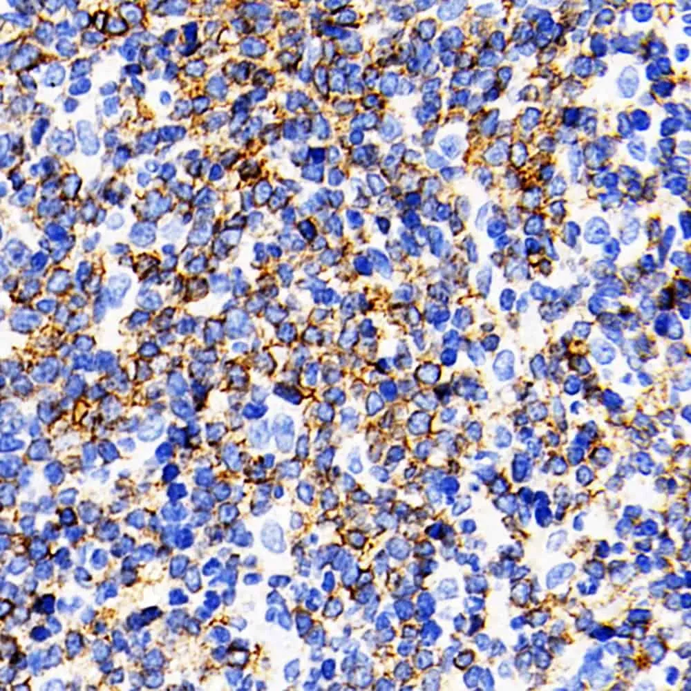 CD19 Polyclonal Antibody - image 1