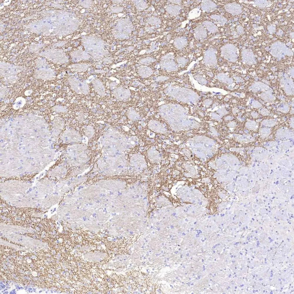 TH Polyclonal Antibody - image 2