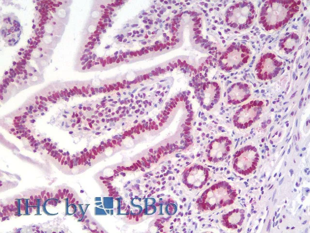 PCNA Polyclonal Antibody - image 3