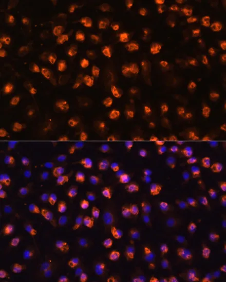 CD11B Polyclonal Antibody - image 1