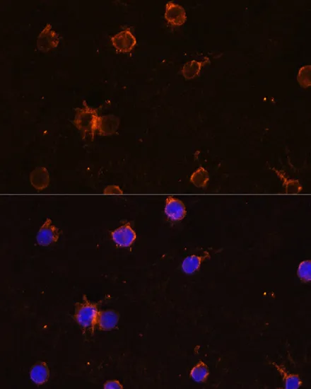 CD11B Polyclonal Antibody - image 2
