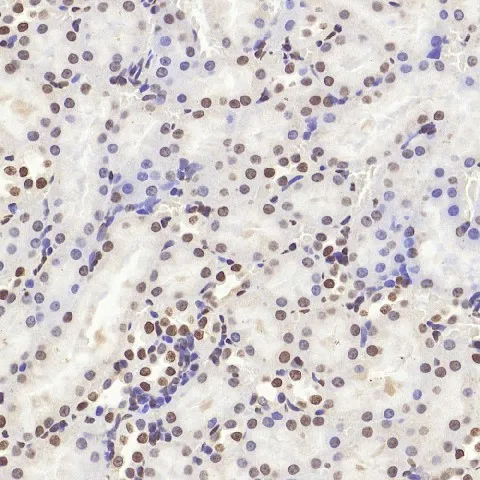HMGB1 Polyclonal Antibody - image 2