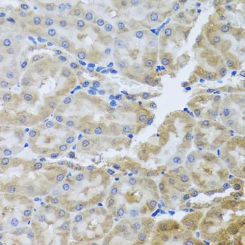 PER1 Polyclonal Antibody - image 1