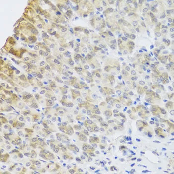 PER1 Polyclonal Antibody - image 2