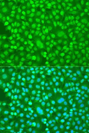 PER1 Polyclonal Antibody - image 3