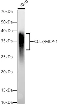MCP-1 Polyclonal Antibody - image 1