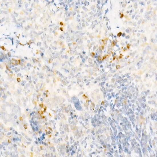 MCP-1 Polyclonal Antibody - image 2