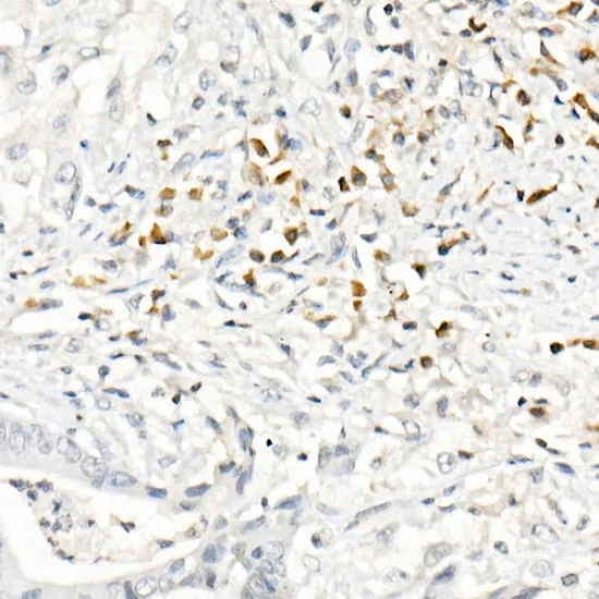 MCP-1 Polyclonal Antibody - image 4