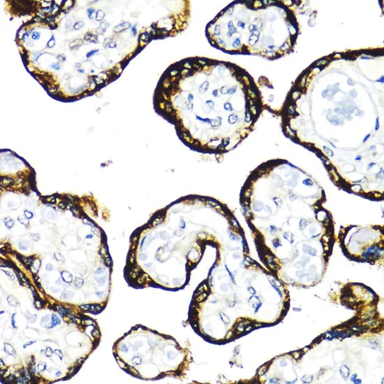 FGFR2 Polyclonal Antibody - image 1