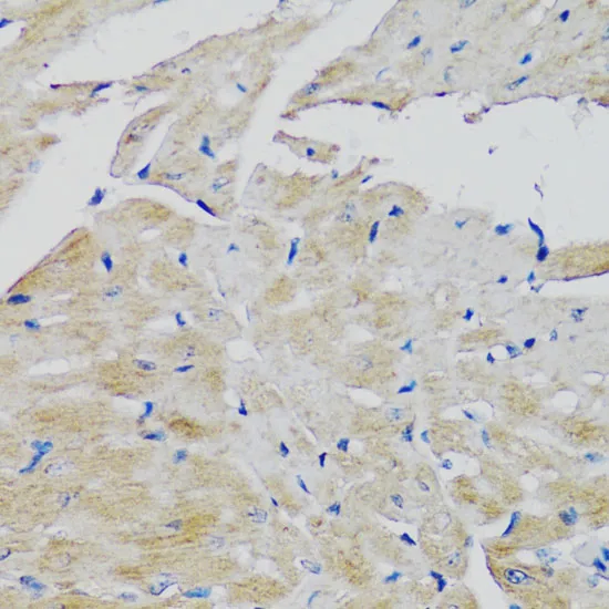 FGFR2 Polyclonal Antibody - image 2