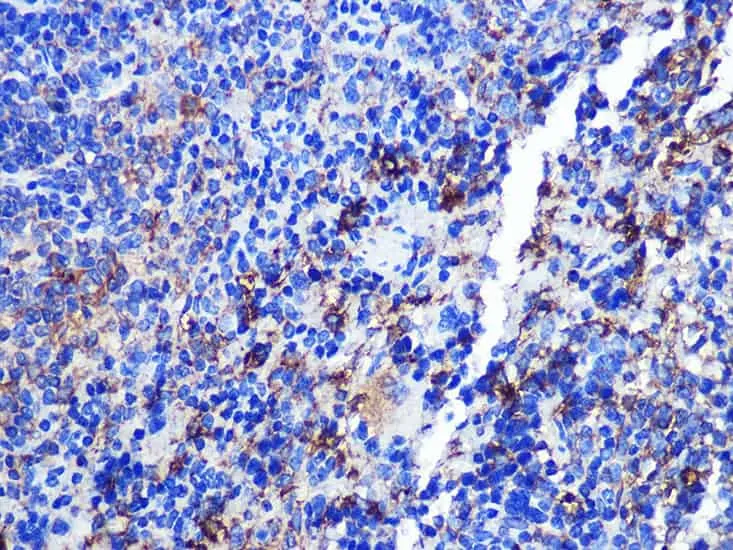 CD68 Polyclonal Antibody - image 1