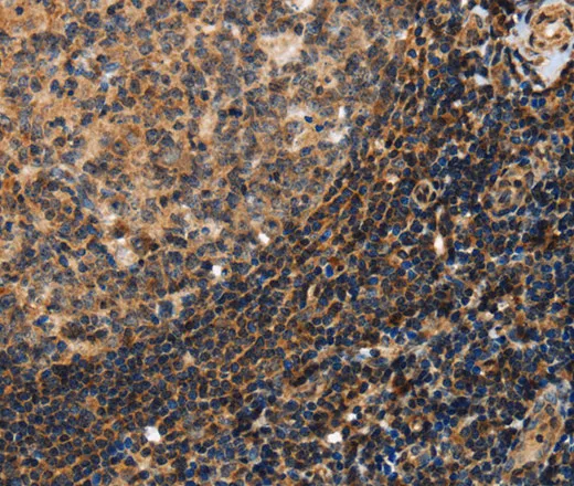 PON1 Polyclonal Antibody - image 1