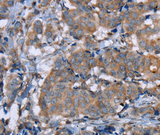 PON1 Polyclonal Antibody - image 2