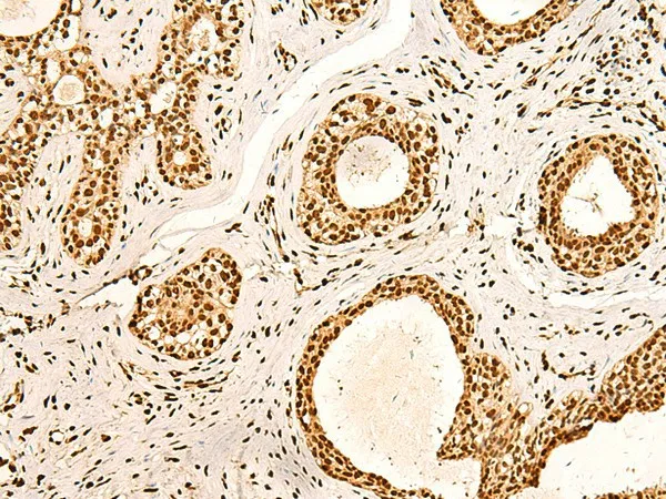 ILF3 Polyclonal Antibody - image 1