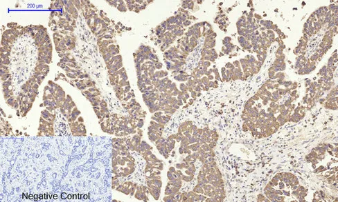 COX2 Polyclonal Antibody - image 1