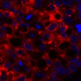 COX2 Polyclonal Antibody - image 2