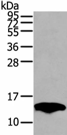PMP2 Polyclonal Antibody - image 1