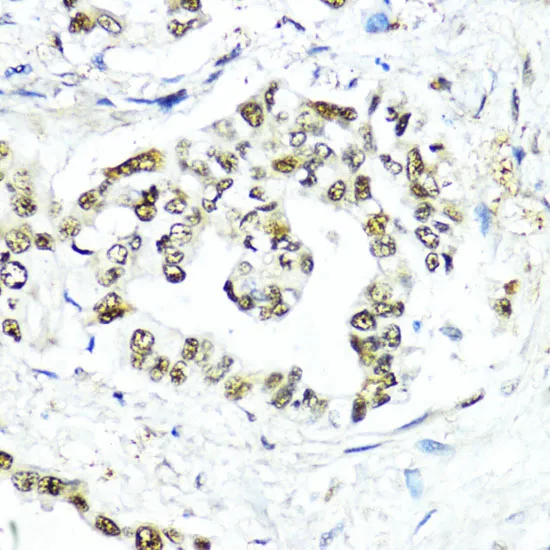 SUMO1 Polyclonal Antibody - image 1
