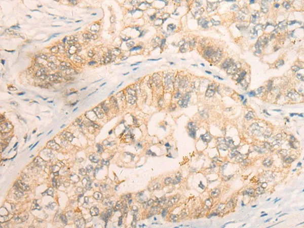 CD86 Polyclonal Antibody - image 1