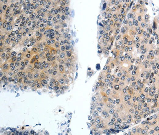 Oct-3 Polyclonal Antibody - image 1