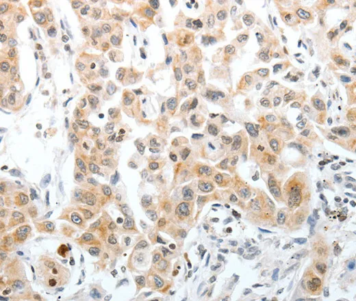 Oct-3 Polyclonal Antibody - image 2