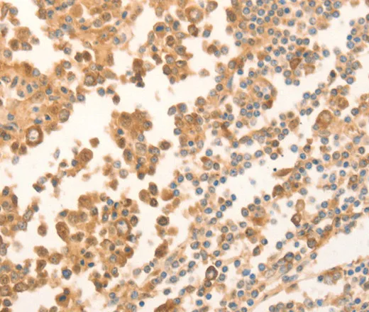 NAP1L1 Polyclonal Antibody - image 1