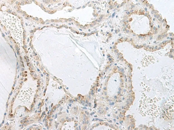 GPRASP2 Polyclonal Antibody - image 1