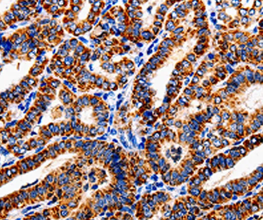 COX19 Polyclonal Antibody - image 1