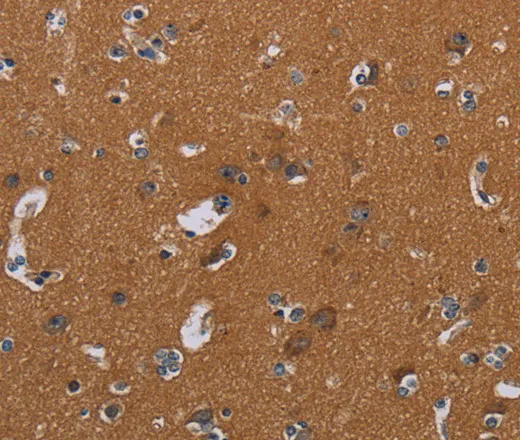 OMG Polyclonal Antibody - image 1